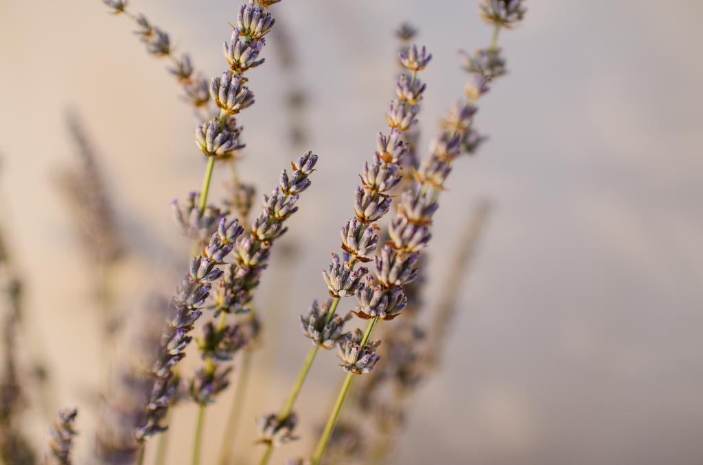 Lavender - City Room With Free Parking PUY Exterior foto